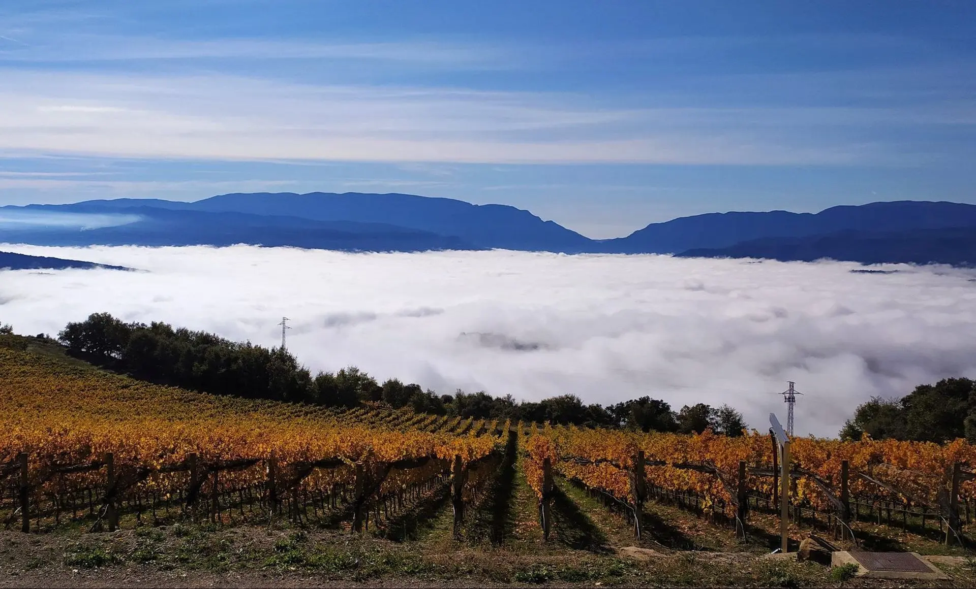 Wijnranken van Castell d’Encus in herfstkleuren, gelegen op grote hoogte boven een zee van wolken in de Catalaanse Pyreneeën.