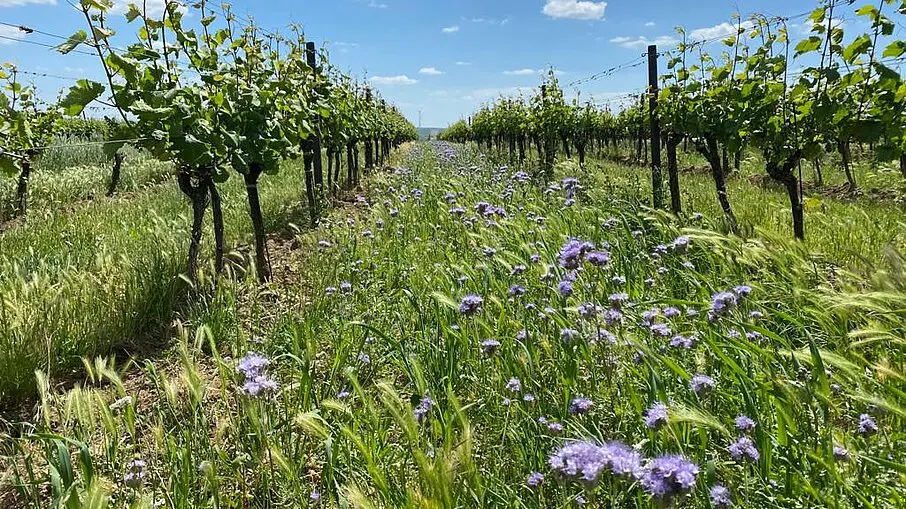 Wijnranken met bloeiende paarse bloemen tussen de rijen in een ecologisch beheerde wijngaard.