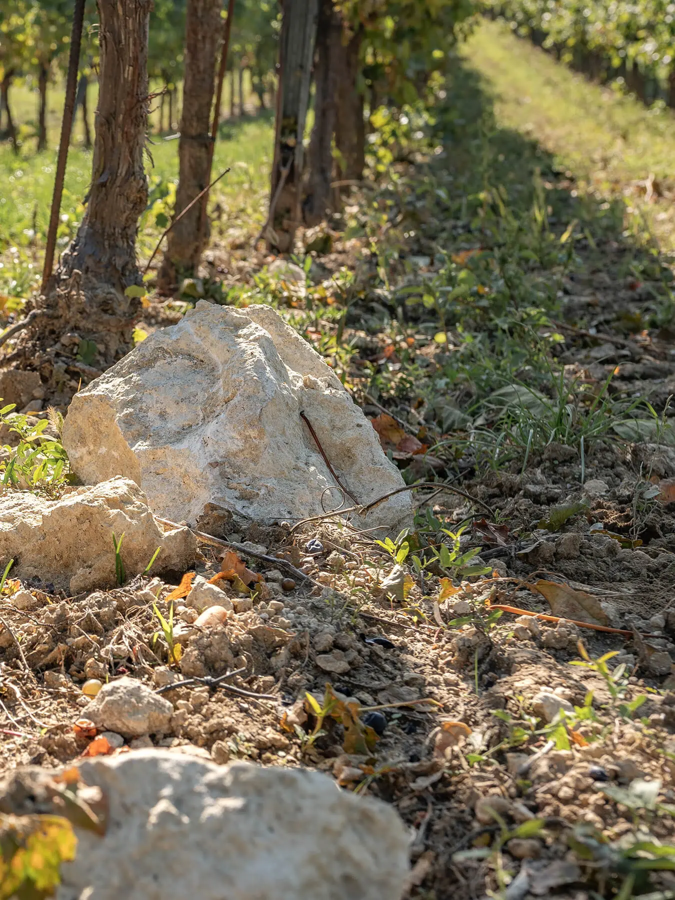 Zicht op de golvende wijnranken van Weingut Schwarz in het Leithagebirge, waar terroir en natuur samenkomen