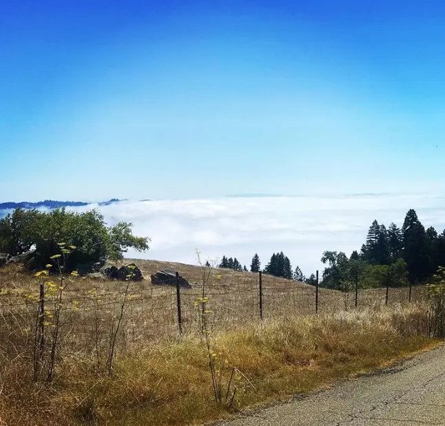Uitzicht over mistige heuvels aan de Sonoma Coast bij RAEN Winery, met kenmerkende kustmist en droog landschap op de voorgrond.